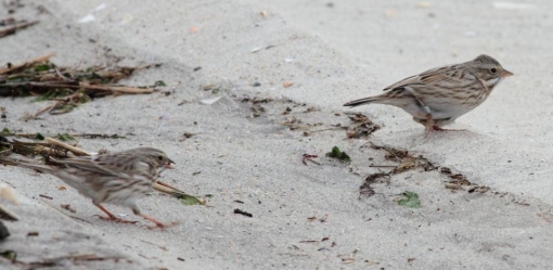 A banded Ipswich Sparrow running along the beach this January.  Photo courtesy of Paul Gildersleeve.