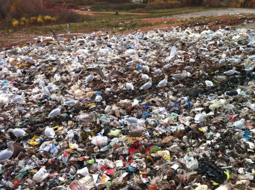 Spot the Sable Island Great Black-backed Gull among this mess of birds and trash.  Hint: its wearing a turquoise wing-tag.  Thanks to East Prince Waste Management Facility for this photo!