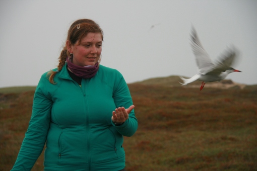 After measurements, banding and tagging, a tern is released at it's colony by Jess.  Photo: Rob Ronconi