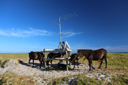 Since the installation of our receiver station in June the horses have been using our rig extensively as a scratching post.  The buggers even snapped some of our cables.  Repaired in August, this station recorded the departures of Ipswich leaving the island through the fall.